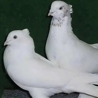 Каптар