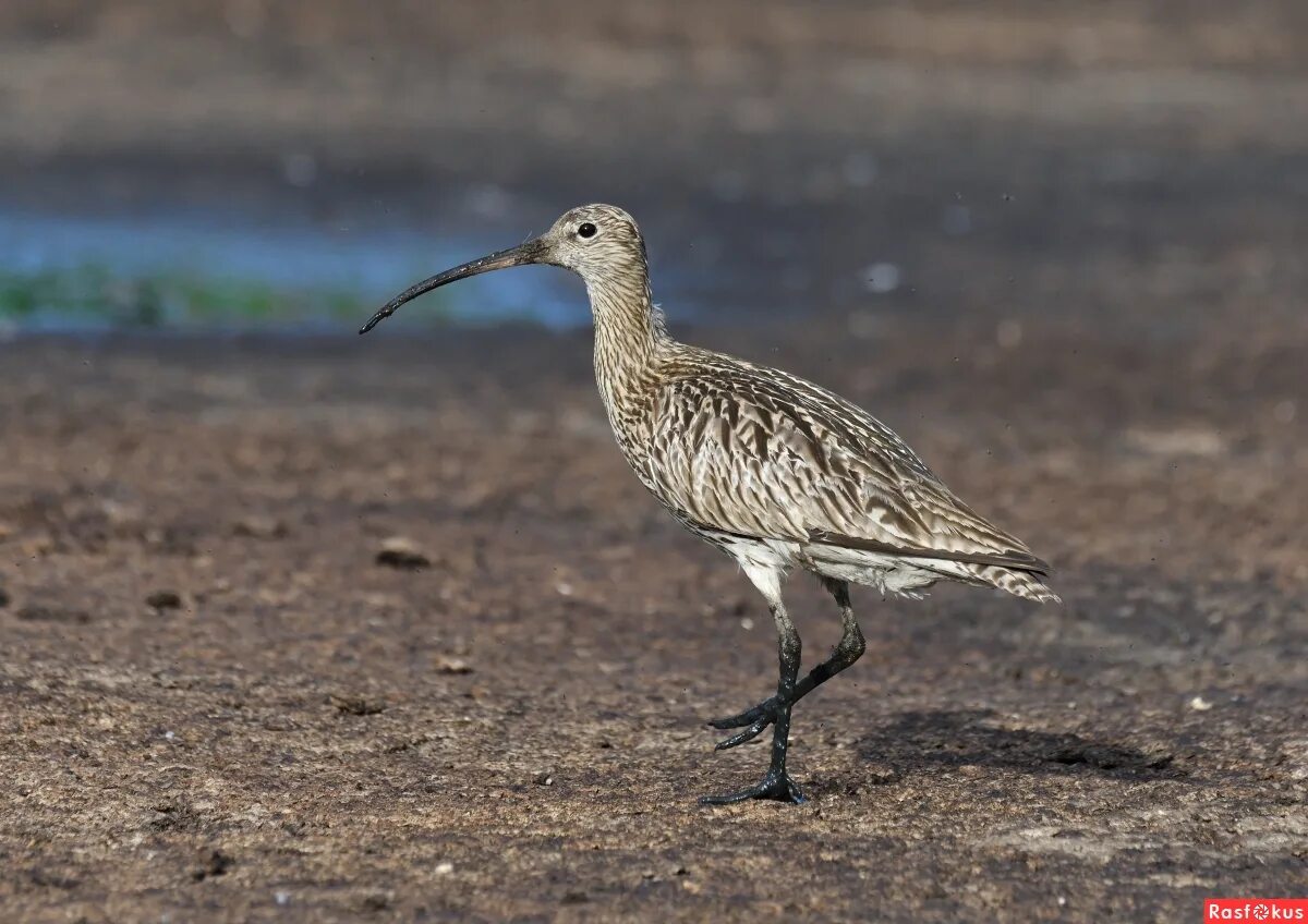 болотная дичь. болотно-луговую и водоплавающую дичь. болотная дичь. водоплавающая, болотно-луговая, полевая и степная дичь. полевая болотно луговая дичь.