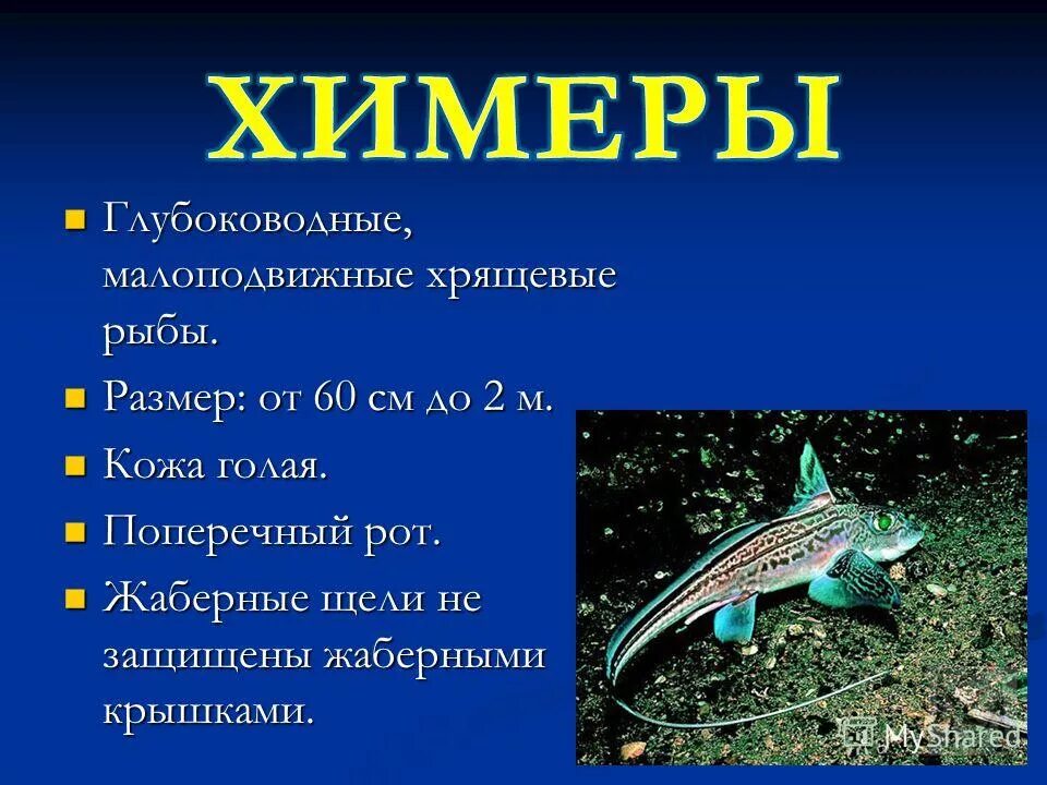 отряд химеры общая характеристика. химеры рыба сообщение. хрящевые рыбы отряд химеры. характеристика химеры. класс хрящевые рыбы химерообразные.