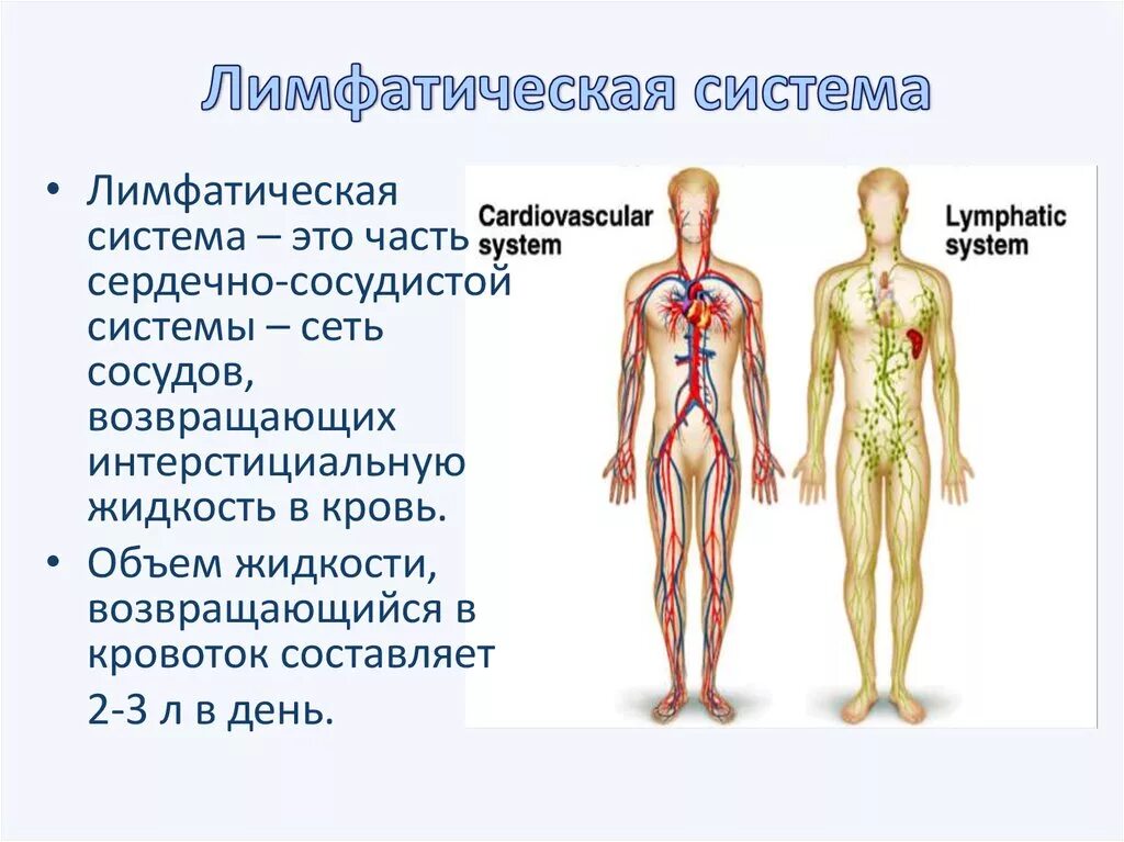 Схема строения лимфатической системы. Лимфатическая система человека характеристика. Сосуды лимфатической системы таблица. Строение лимфатической системы физиология. Лимфатические органы и сосуды