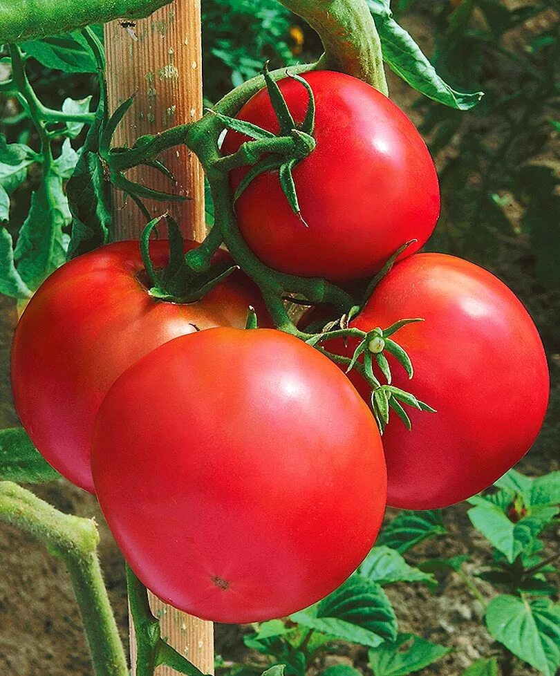 Семена томатов королева. Томат партнёр Семко f1. Томат Королева f1. Партнер томат Королева f1. Томат Королева красоты f1.
