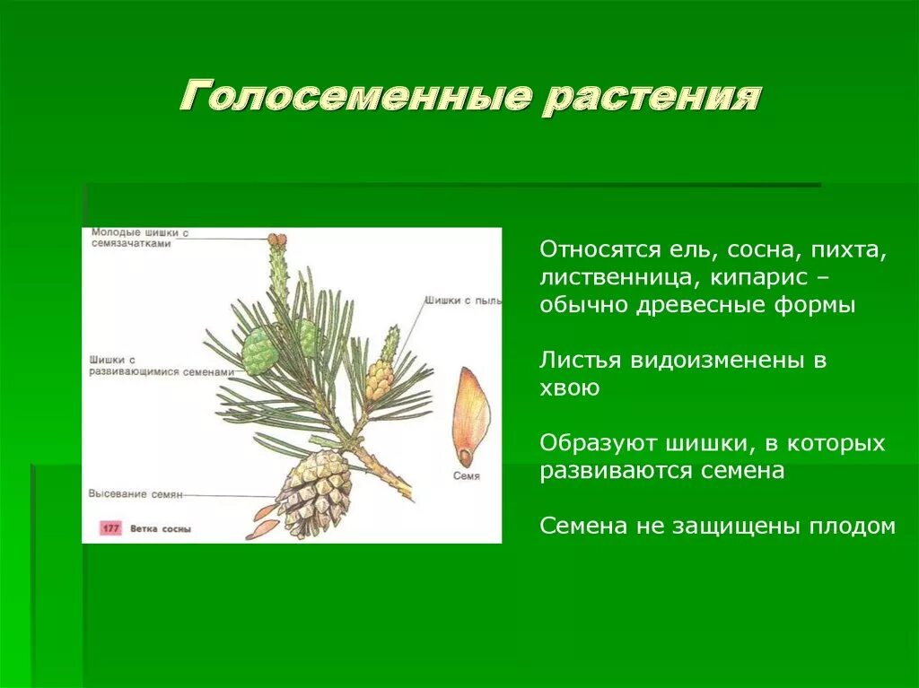 К голосеменным высшим растениям относятся. Голосеменные. К голосеменным растениям относятся. Растения которые относятся к голосеменным. Голосеменные ель и сосна.