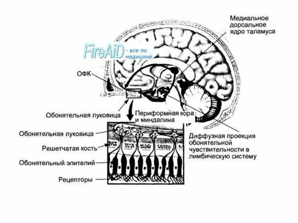 Обонятельное ядро. Обонятельный анализатор лимбическая система. Психофизиология сенсорных систем. Обонятельный мозг. Психофизиология обоняния.