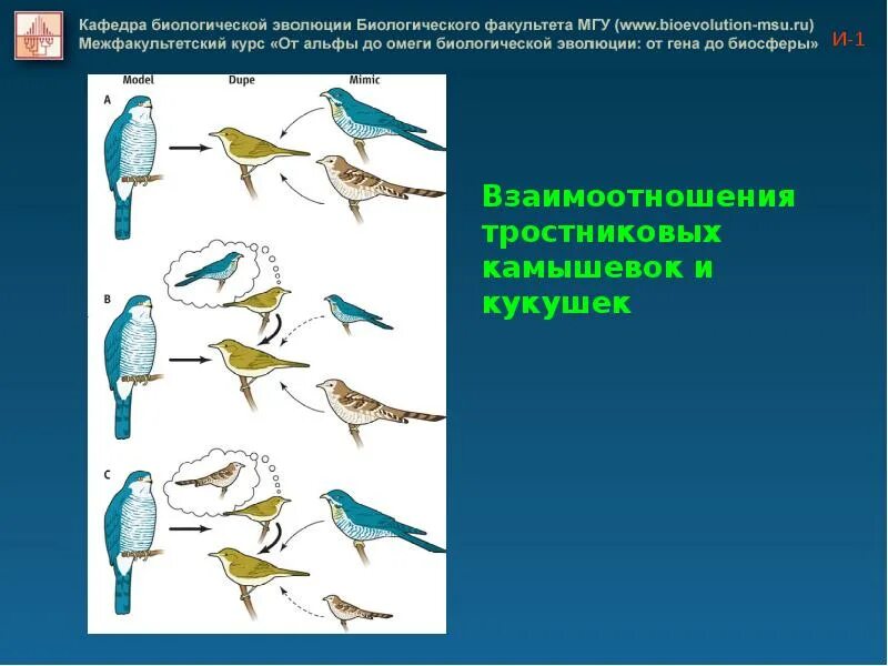 Резерв наследственной изменчивости. Изменчивость природных популяций. Естественный отбор в эволюции птиц. Источник резерва наследственной изменчивости популяций. Формирует резерв наследственной изменчивости