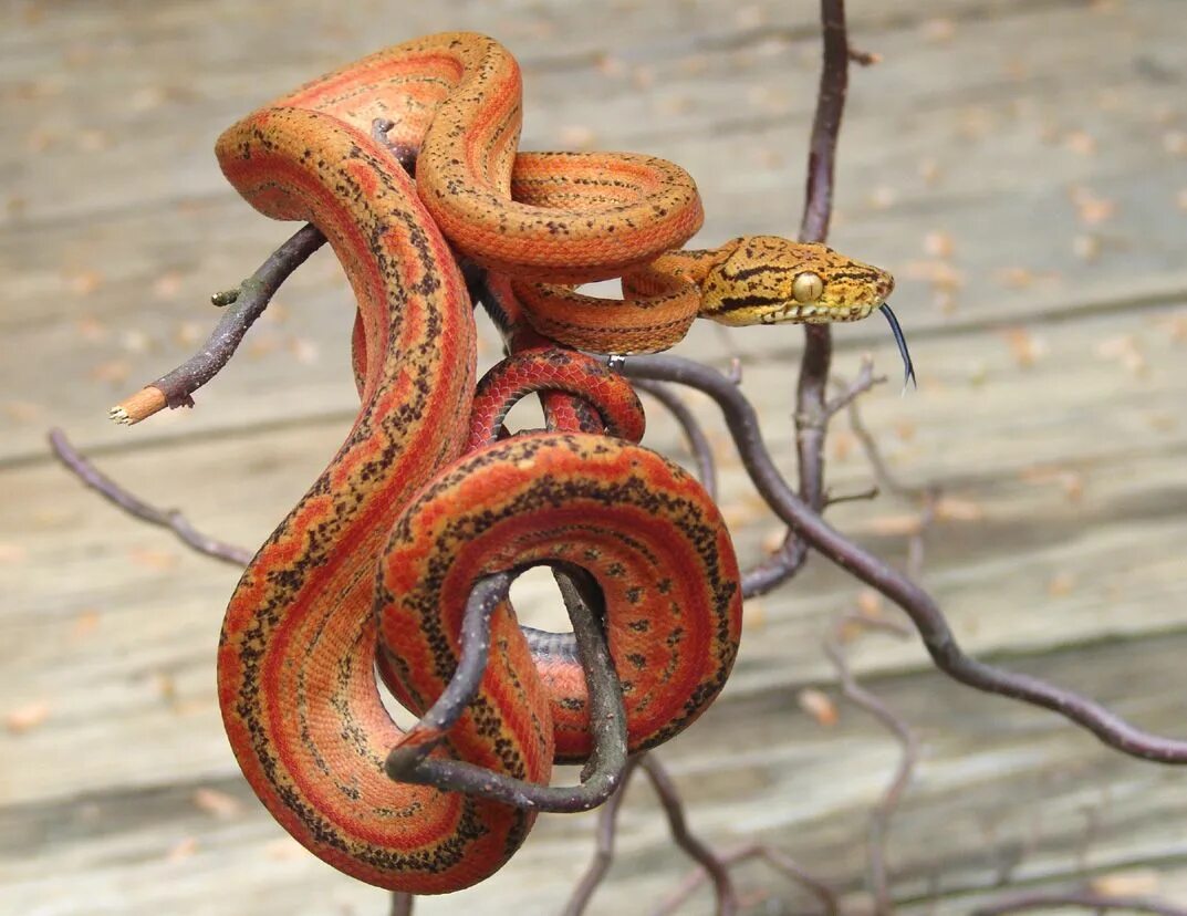 Змея огневка Сибирская. Corallus hortulanus. Змея огневка Дальневосточная. Змея огневка на Алтае.