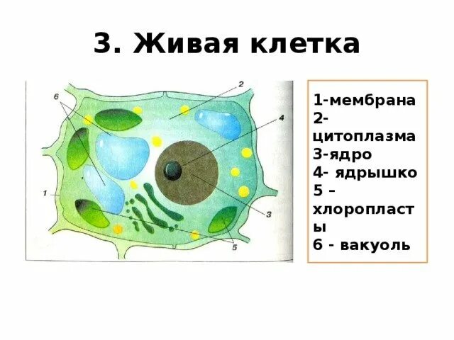 В живой клетке живут. Строение живой и растительной клетки 5 класс биология. Клетка Живая система 5 класс биология. Клетка ядро цитоплазма мембрана. Строение растительной клетки мембрана цитоплазма 5 класс.