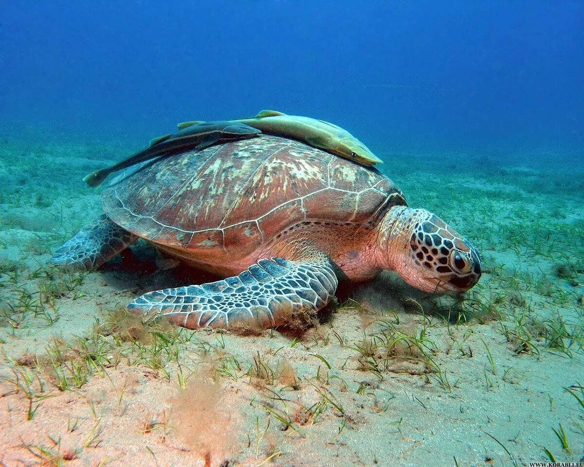 Какой класс у черепах. Болотная черепаха систематика. Сухопутные черепахи ареал обитания. Красноухая черепаха презентация. Какой класс у черепах.