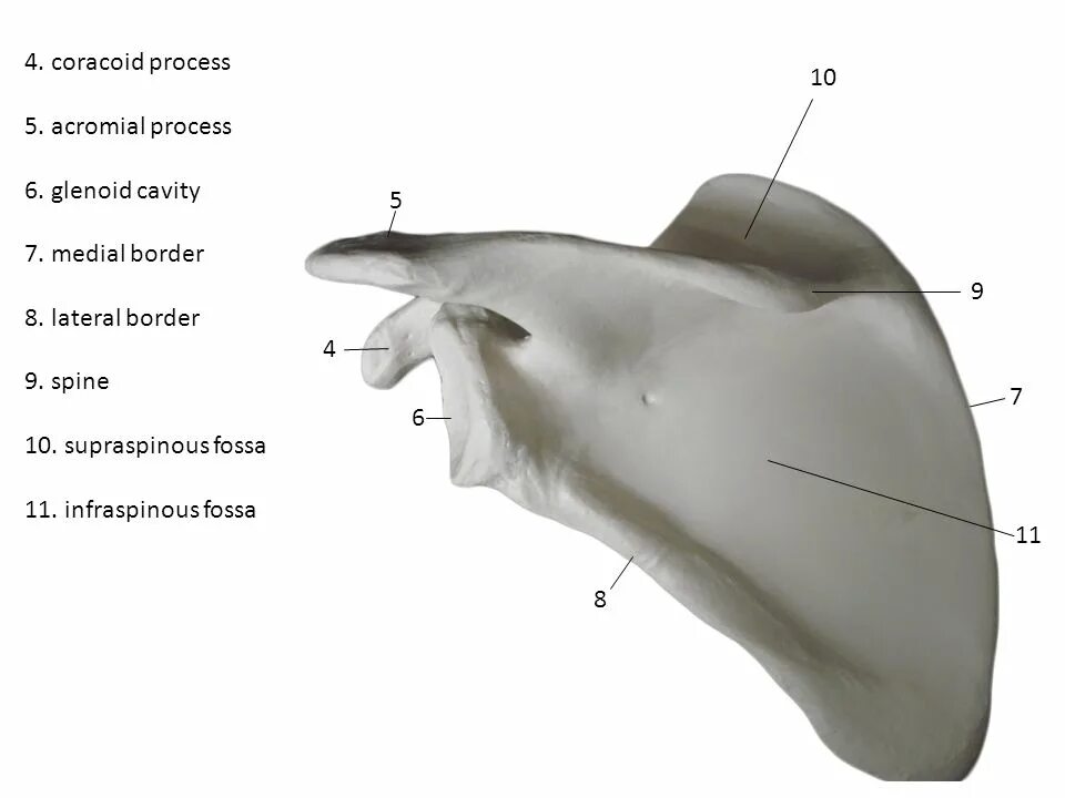 Вороньи кости (коракоиды). Коракоид воронья кость. Лопатка у птиц. Shoulder blade. Коракоиды у человека.