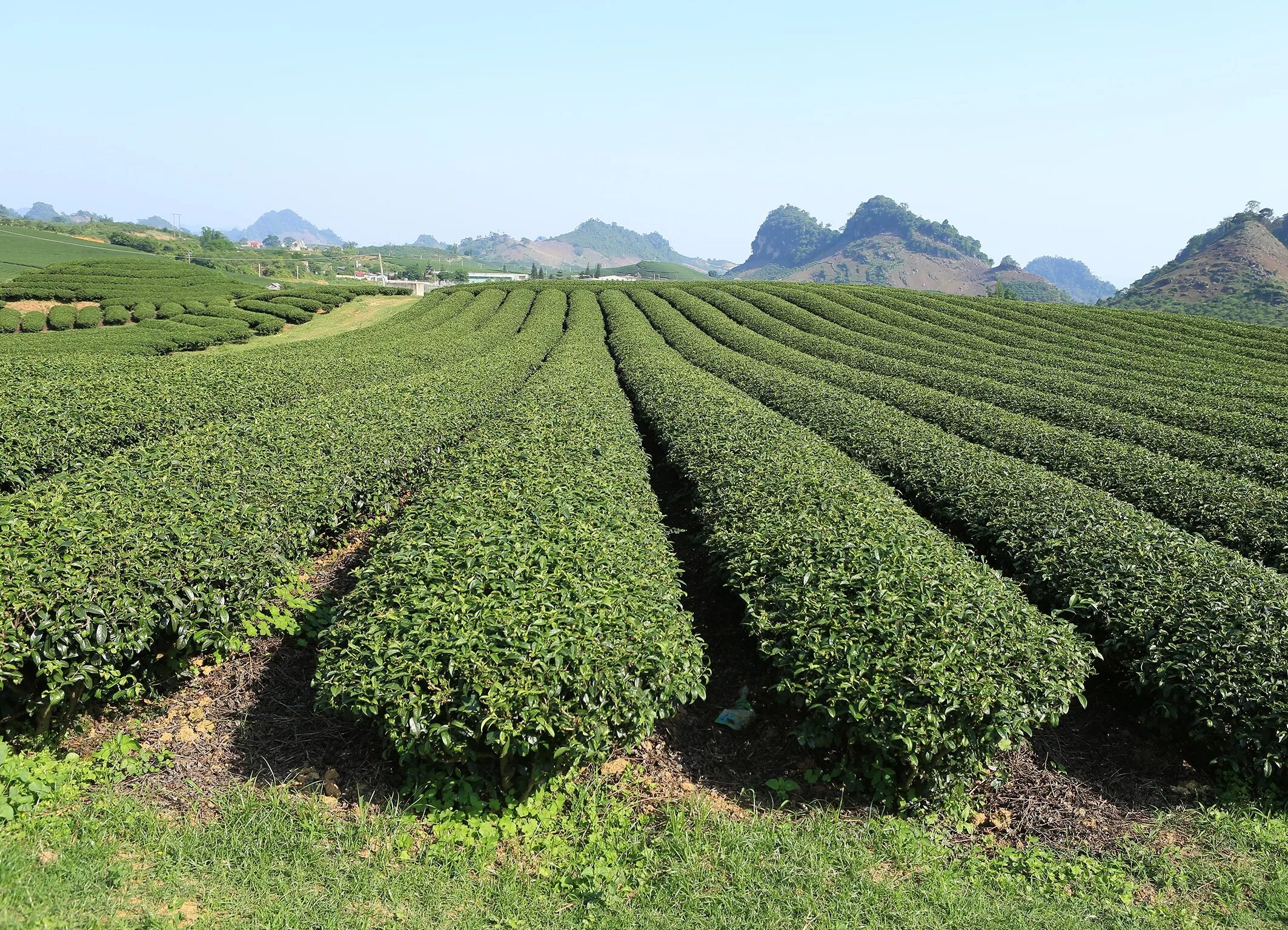 Виды плантаций. Тутовник плантация. Чайные плантации Лыхны. Lenkoran chayniye plantatsi. Вьетнам чайные плантации.