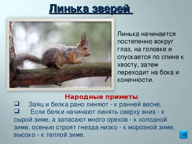 В какое время года бывает линька