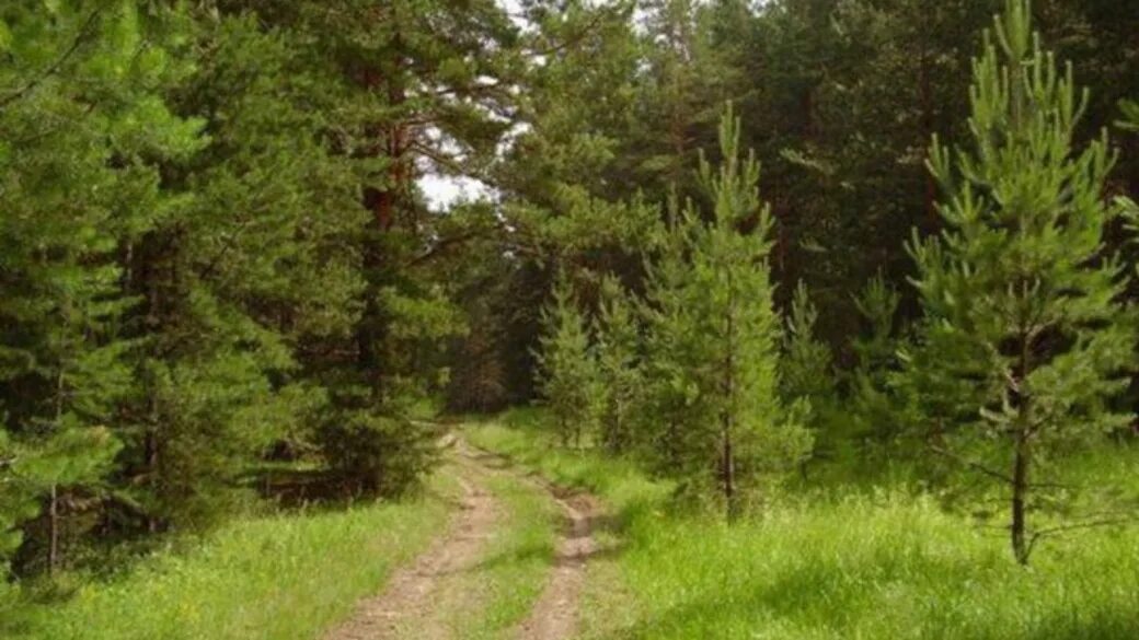 Старая сосна. Логотип дом мебель и сосны. Леса вологды. Сосна обыкновенная лесная. Хвойная вологда.