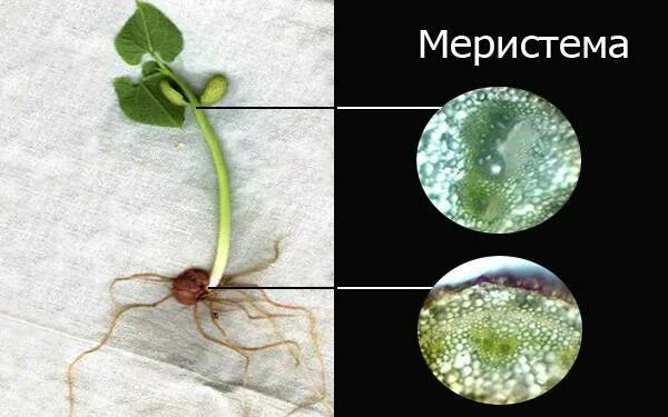 Меристематические ткани растений. Меристема аквариумных растений. Меристема растений это. Меристема ткани растений. Клетки меристемы растений.