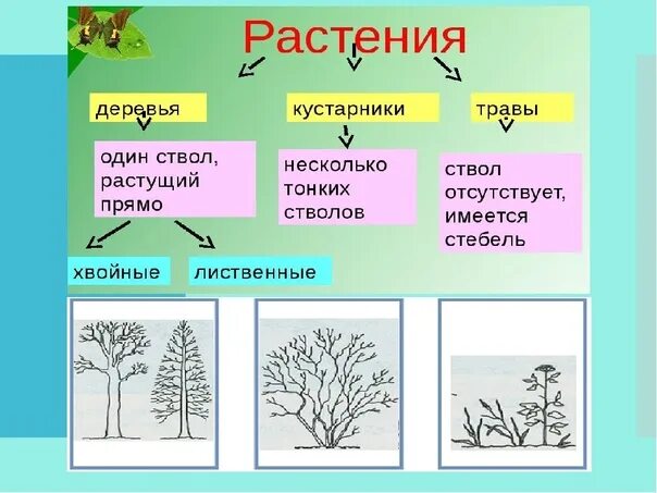 ЖИВАЯ ПРИРОДА. ТАБЛИЦЫ К КУРСУ "ОКРУЖАЮЩИЙ МИР" - Фотография 1 из 13 ВКонтакте