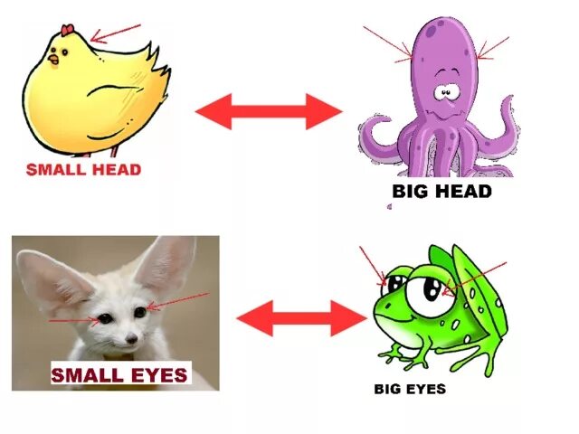 Big small animals. Small head. Small head у животных. Small картинка. Small nose animals рисунок.