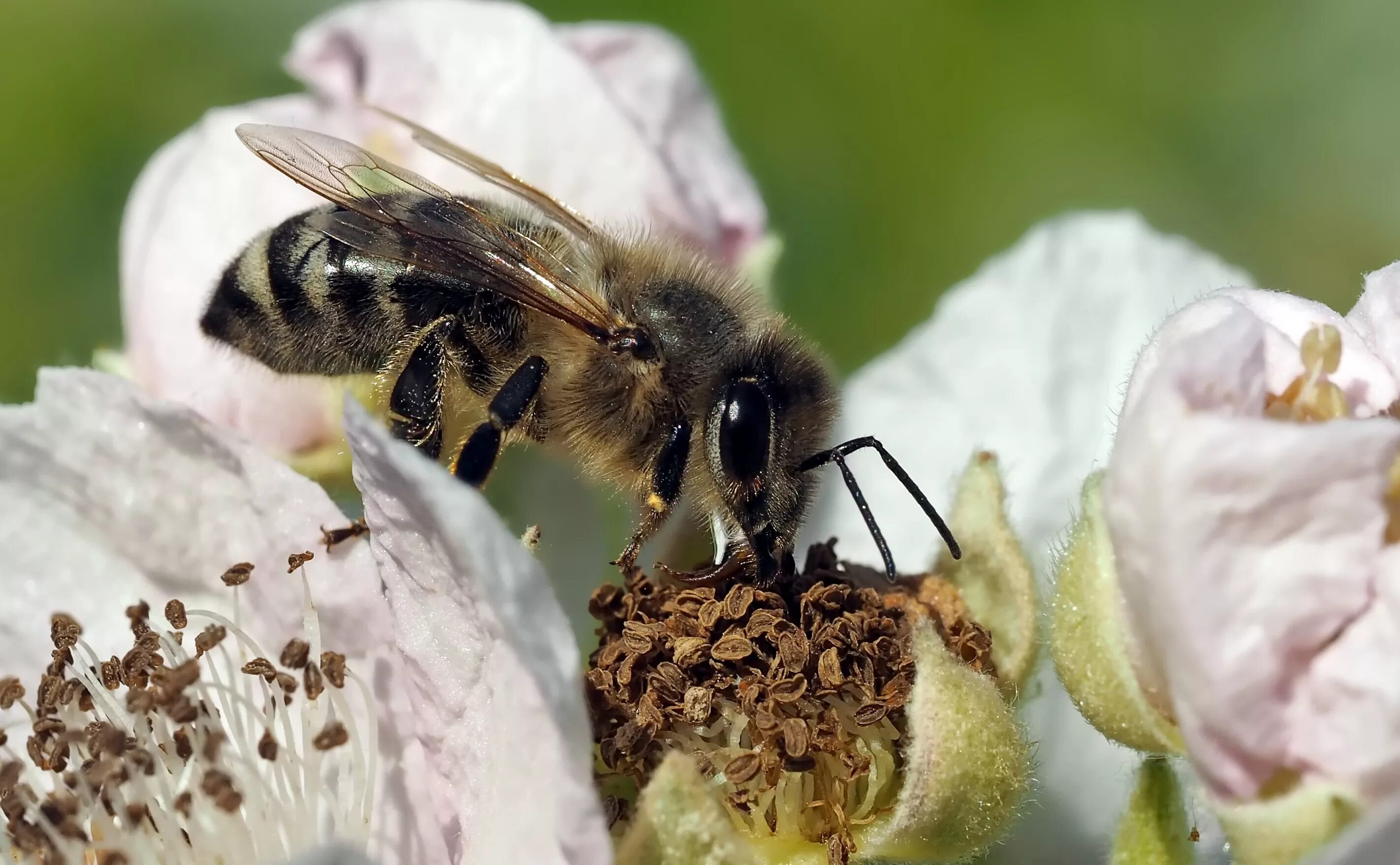 Собирает нектар и пыльцу. Медоносная пчела. Среднерусская пчела. Медоносные пчелы Рой. Пчела с нектаром.