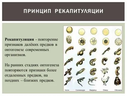 Далекий признак