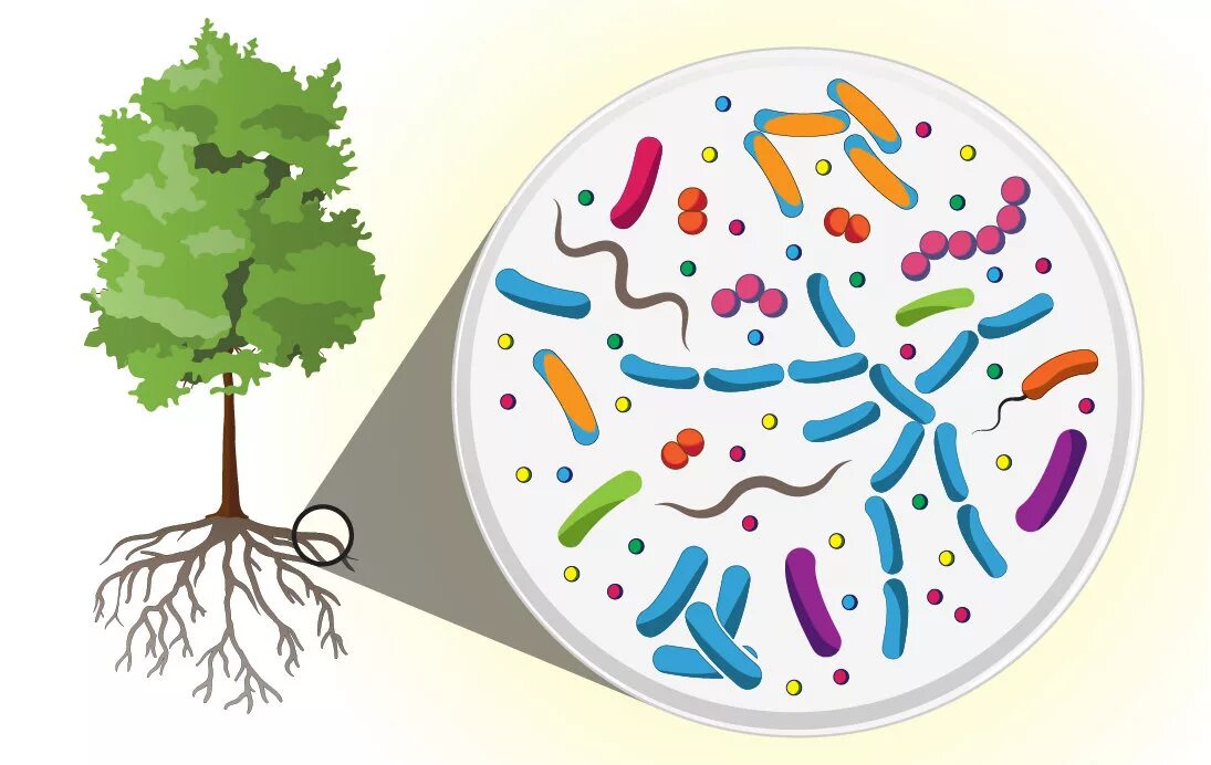 Микроорганизмы на растениях. Почвенные микроорганизмы. Изображение бактерии. Бактерии на дереве.