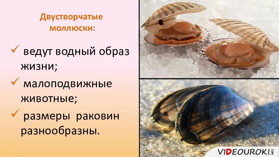 Особенности строения и образа жизни двустворчатых. Класс двустворчатые моллюски. двустворчатые моллюски презентация. образ жизни двустворчатых. двустворчатые моллюски слайд.