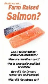 Salmon перевод