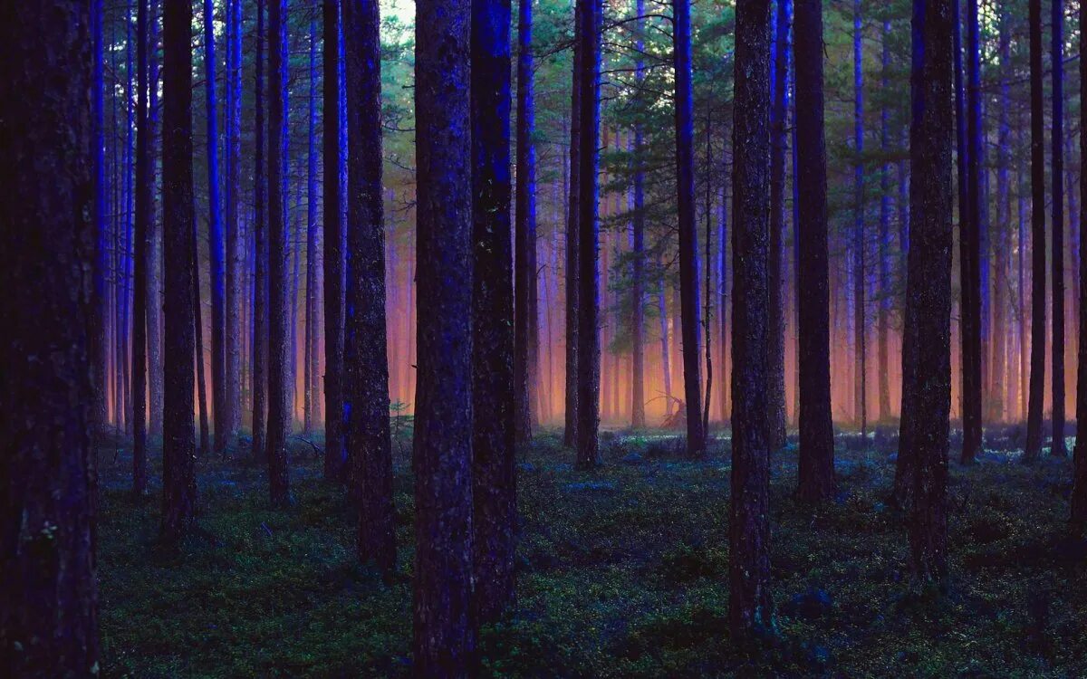 Цвет хвойный лес. Имантский лес Латвия. Темный лес Твайлайт Форест. Эстетика леса. Темный хвойный лес.