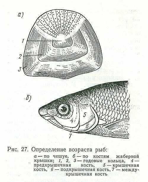 Расположение чешуи на теле рыбы Fish Scales Photo Dictionary