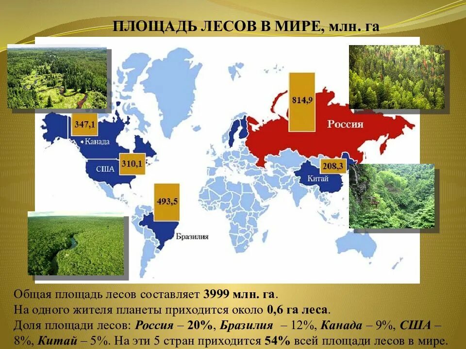 Площадь лесов земли составляет. Площадь лесов в мире. площадь лесов в россии. общая площадь лесов в мире. площадь лесов в гектарах.