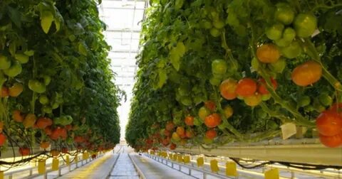Тепличное производство овощей