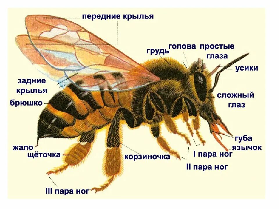 Пчела какой корень