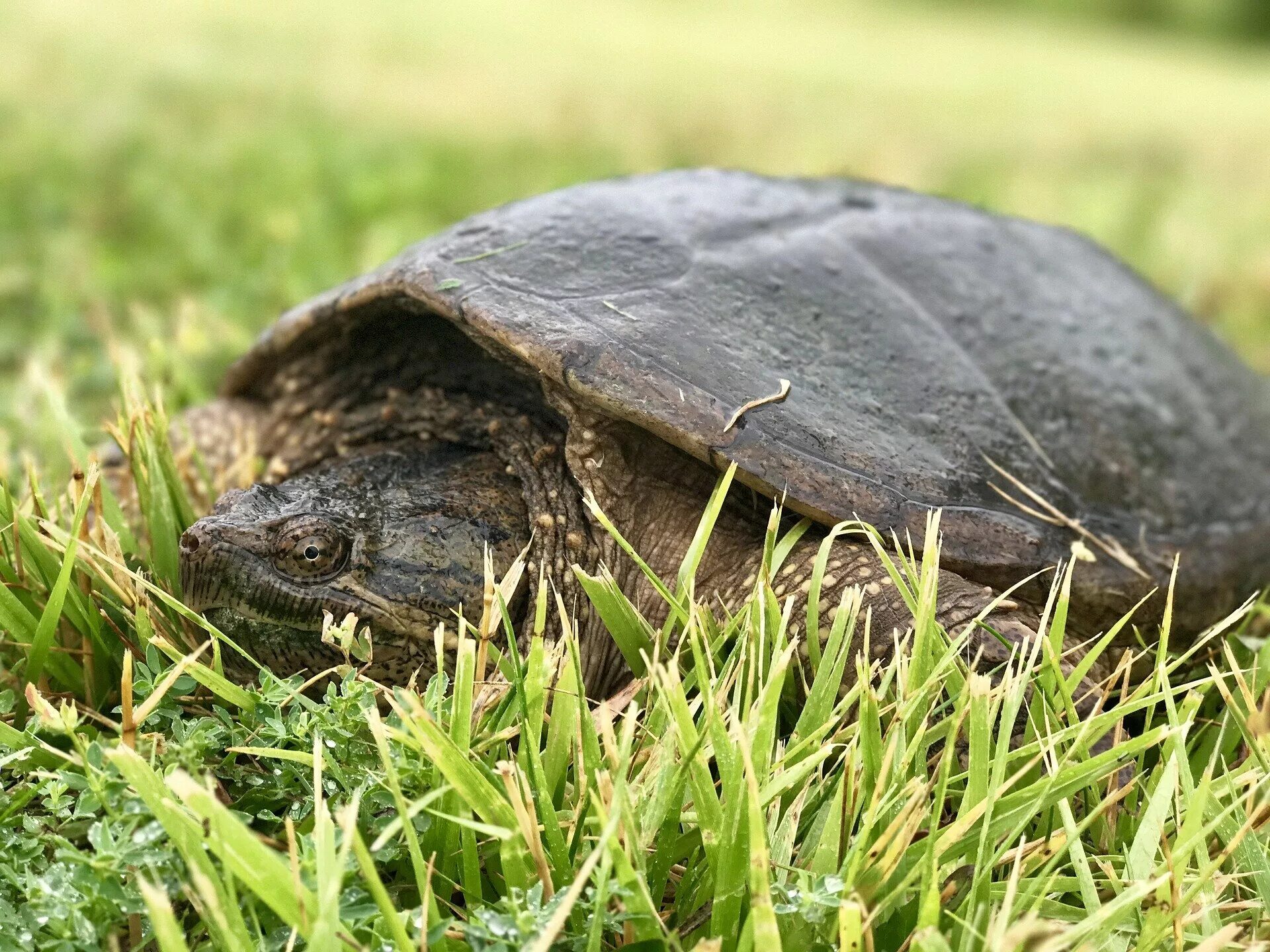 Каймановская черепаха. Грифовая черепаха. Черепаха на траве. Черепашка в траве.