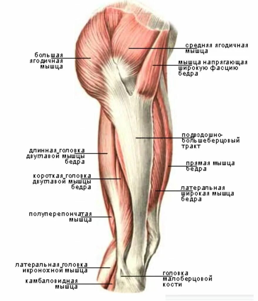 Бедра ягодица анатомия строение. Мышцы наружной поверхности бедра анатомия. Строение ягодичной мышцы человека анатомия. Мышцы ягодиц анатомия строение. Часть ноги на б