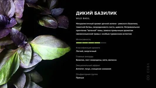 200+ корица базилик семена физалис без ГМО всегда свежие семена для Вашего сада