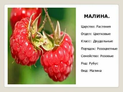 Род малина виды