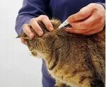 Холка у кошки. Холка у кошки где это фото. Внутримышечное введение коту. Холка кота фото. Кошачье телосложение.