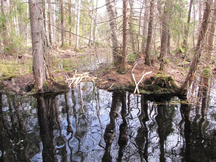 глухарь фото. глухарь и тетерев токует. глухарь живопись. перо тетерева. глухариные зори.