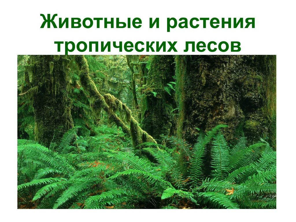 Тропические животные 1 класс. Животные и растения тропических лесов. Растения тропических лесов. Тропический лес растения и животные. Растения тропического леса.