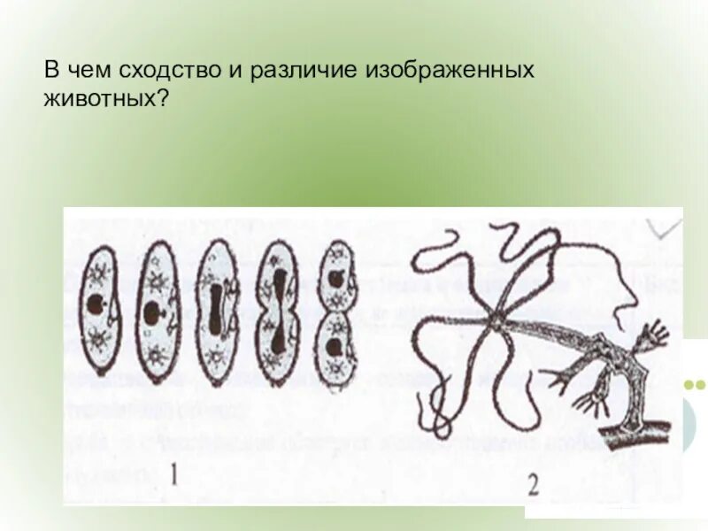 Что изображено на рисунке каким методом. В чем сходство и различие изображенных животных. Сходства и различия животных размножение. Изобразить размножение. На рисунке изображен способ размножения.