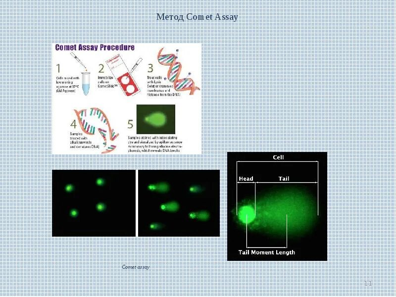 Фрагментация днк методы. Метод ДНК комет. Метод ДНК комет этапы. Метод ДНК комет презентация. ДНК комет анализ.