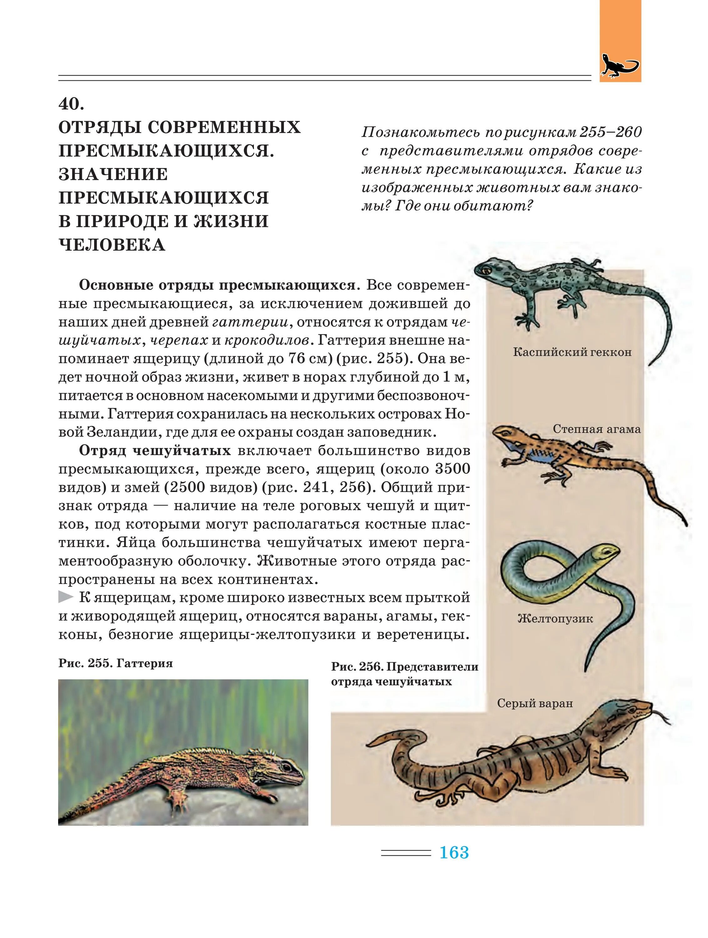 Какого значение пресмыкающихся. Отряды современных пресмыкающихся. значение пресмыкающихся и рептилий. отряд ящерицы. отряд ящерицы представители.