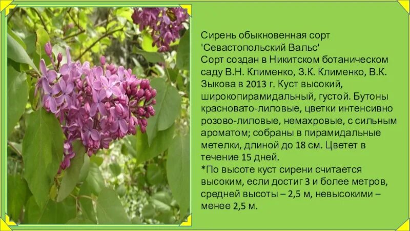 Сирень обыкновенная сорт Севастопольский. Сирень обыкновенная ареал. Сирень обыкновенная семена.