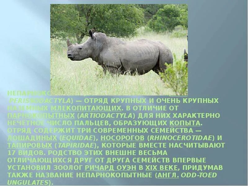 Носорог отряд парнокопытные. Отряд непарнокопытные. непарнокопытные носороговые. доклад про носорога. непарнокопытные презентация.