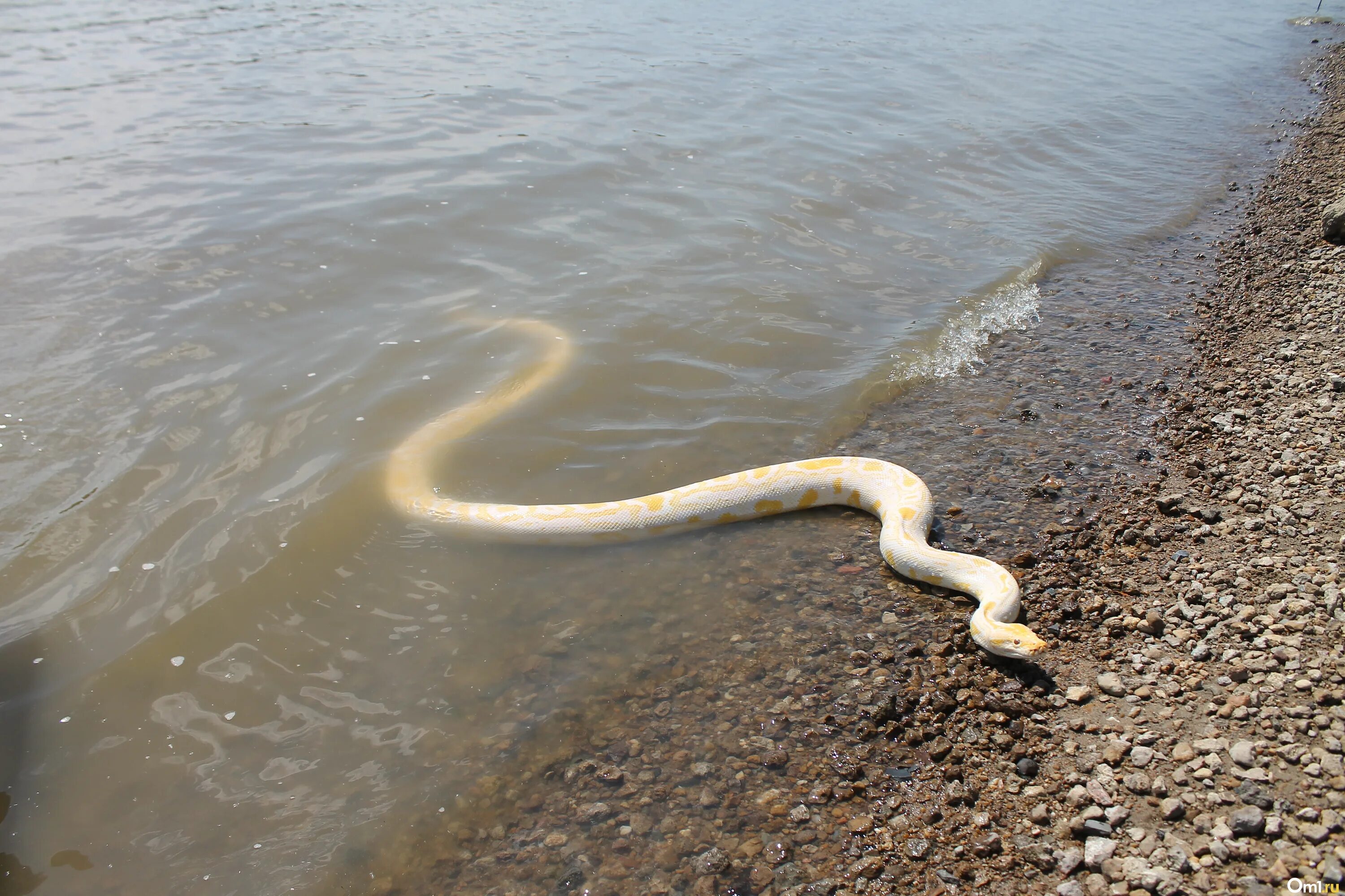 Змеи в воде. Гигантские змеи. Змеи на пляже. Генеральские пляжи змеи.