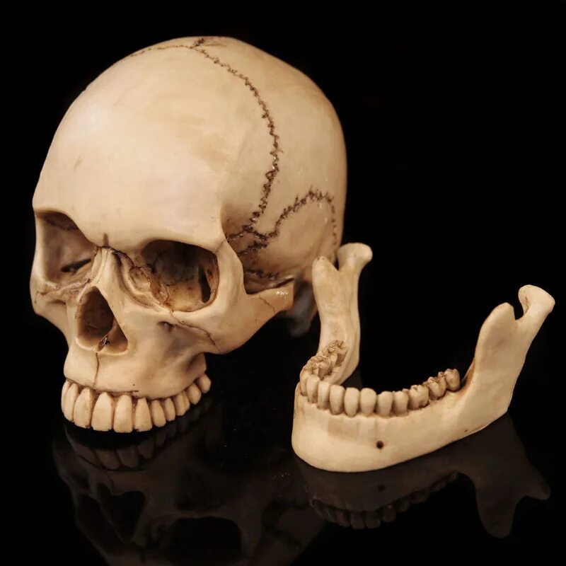 Скелет черепа человека. Человеческий череп без челюсти. Череп на белом фоне. Скелет без черепа. Череп сбоку без нижней челюсти.