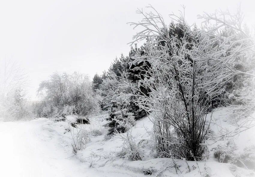 белая зима. а белая зима началась внезапно. белоснежная зима. белоснежная зима. белая зима авторы.