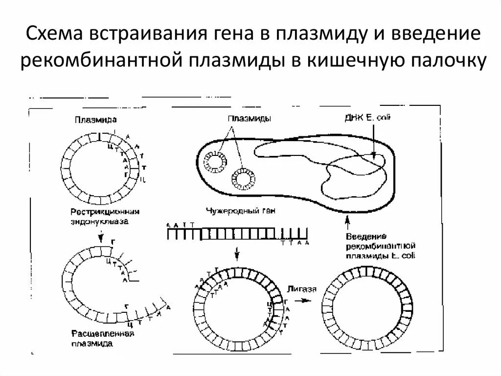 Схема получения рекомбинантной плазмиды. Метод плазмид схема. Метод рекомбинантных плазмид схема. Схема встраивания Гена в плазмиду.