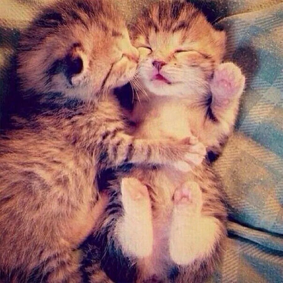 2 милых кота