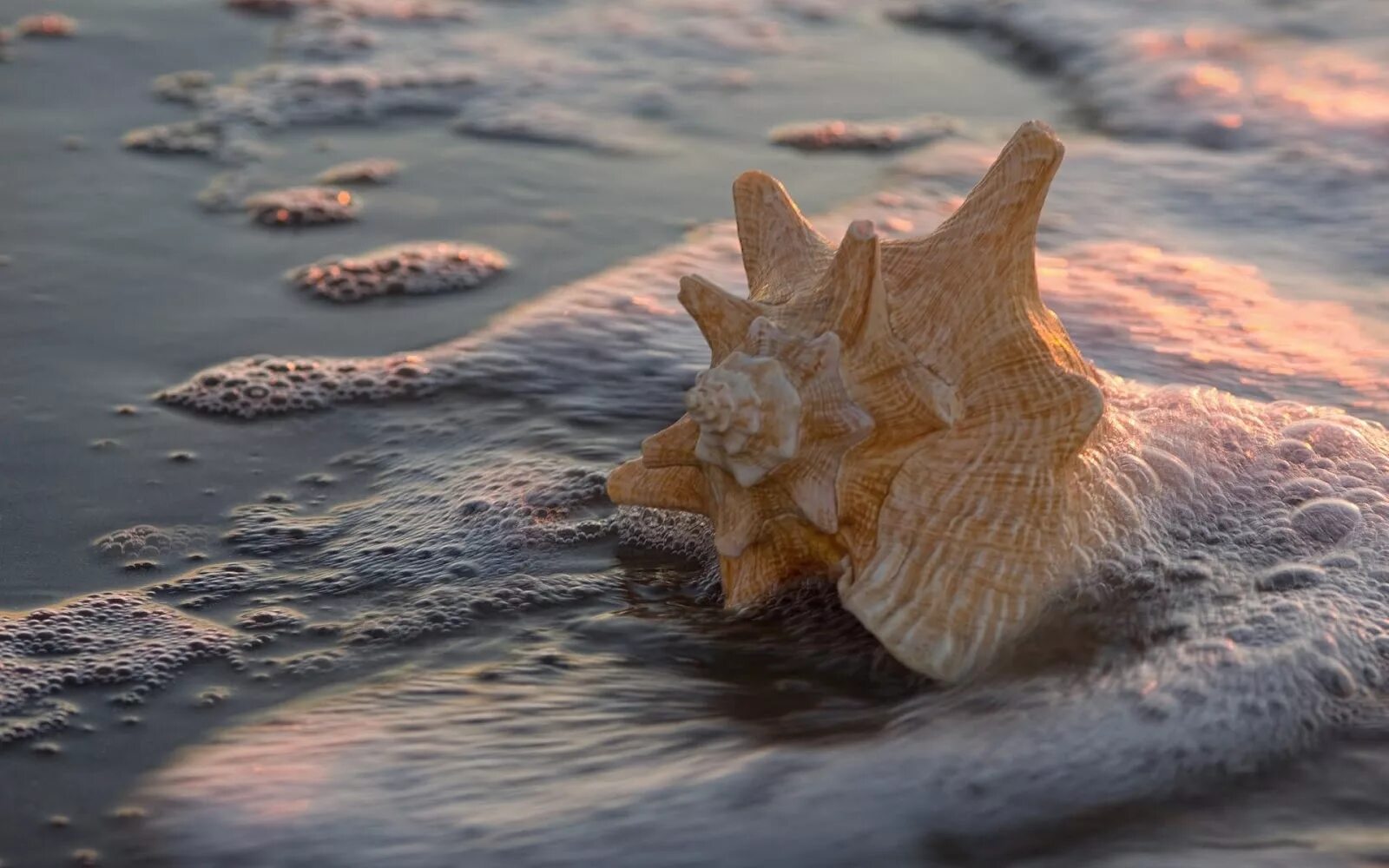 Морская раковина. Красивые морские раковины. Море ракушки. Красивые ракушки.