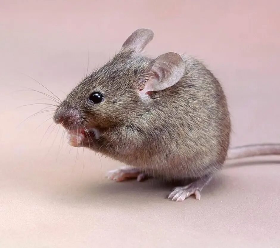 Домовая мышь mus musculus Linnaeus. Мышь домовая серая. Мышь домовая (mus musculus l.. Мышка серая. Серая мышь читать полностью