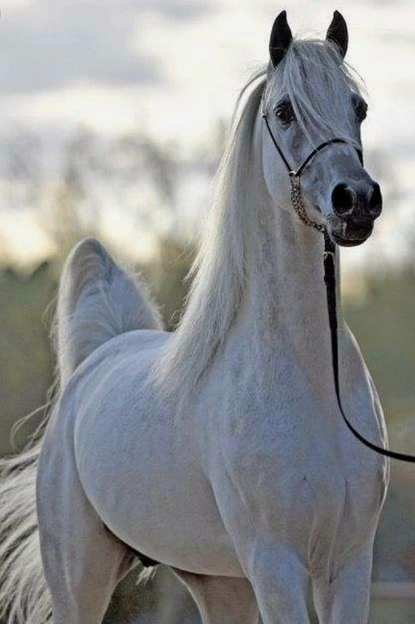 Найти арабский скакун. Породы лошадей арабский скакун. Арабская лошадь (арабская чистокровная лошадь). Порода арабский скакун. Арабская лошадь (арабский скакун).