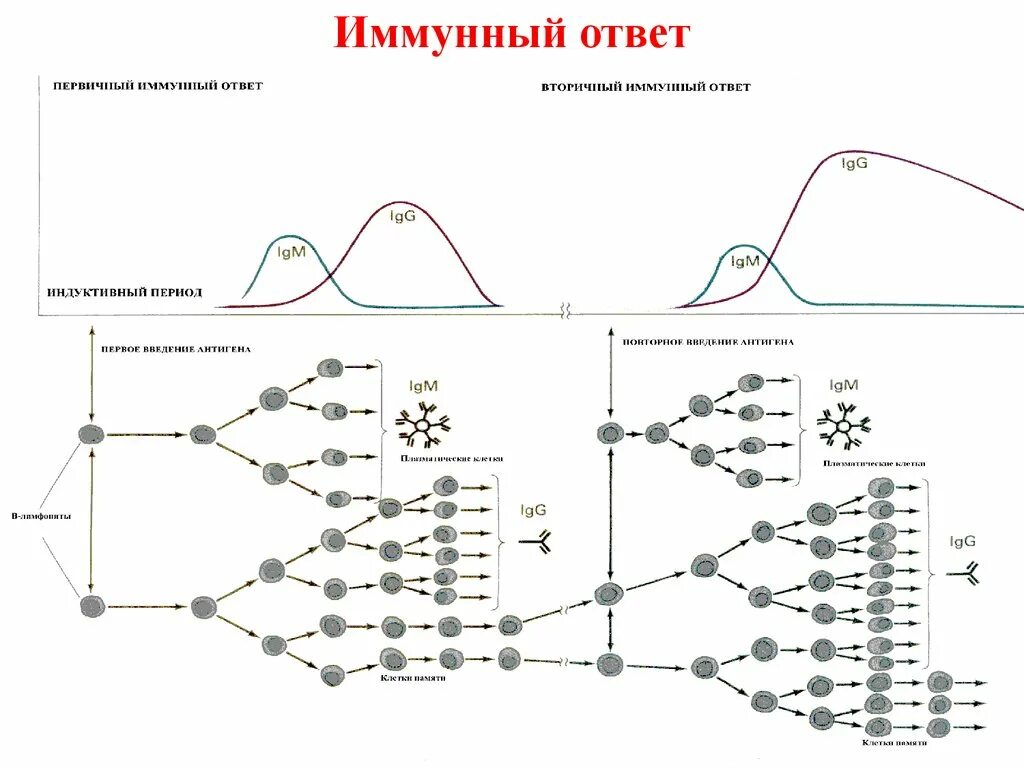 Иммунная супрессия. Первичный иммунный ответ схема. Схема развития иммунного ответа. Схема иммунного ответа физиология. Супрессия иммунного ответа схема.