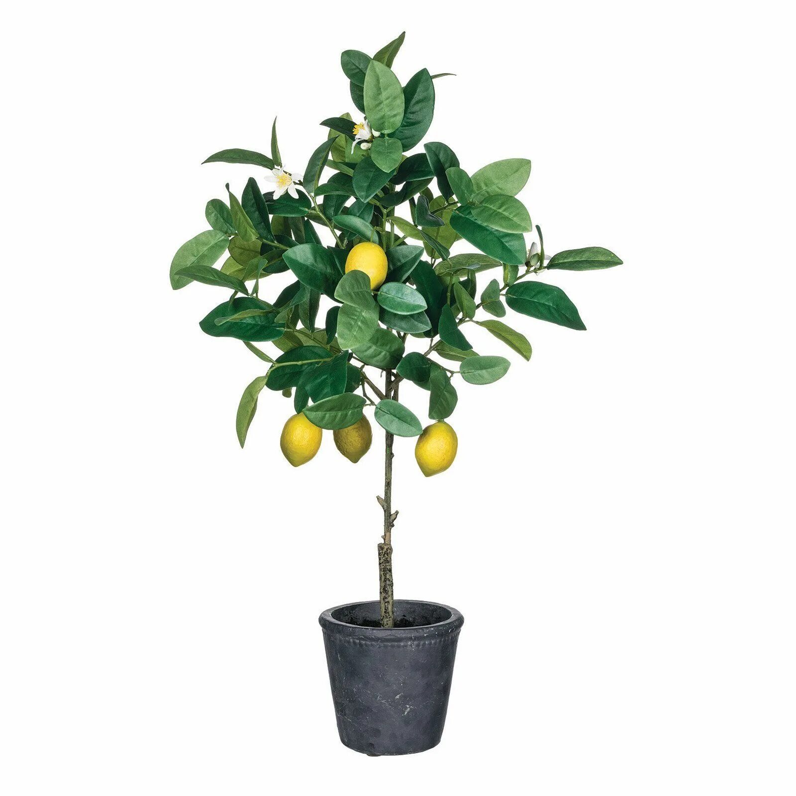 Маленькое лимонное дерево